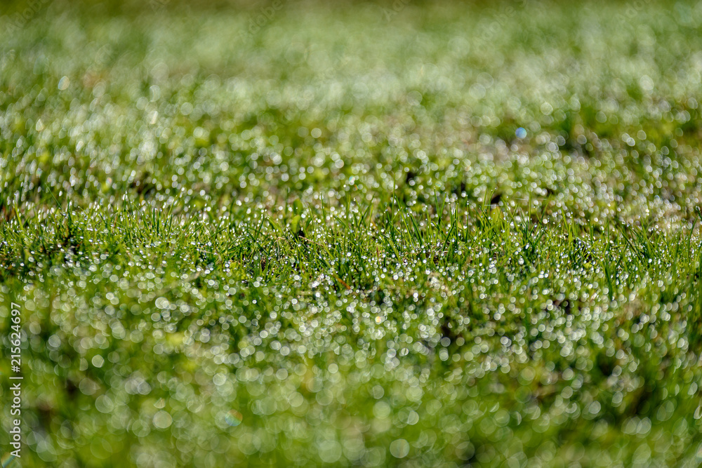 Naklejka premium Beautiful green lawn freshly mowed. defocus