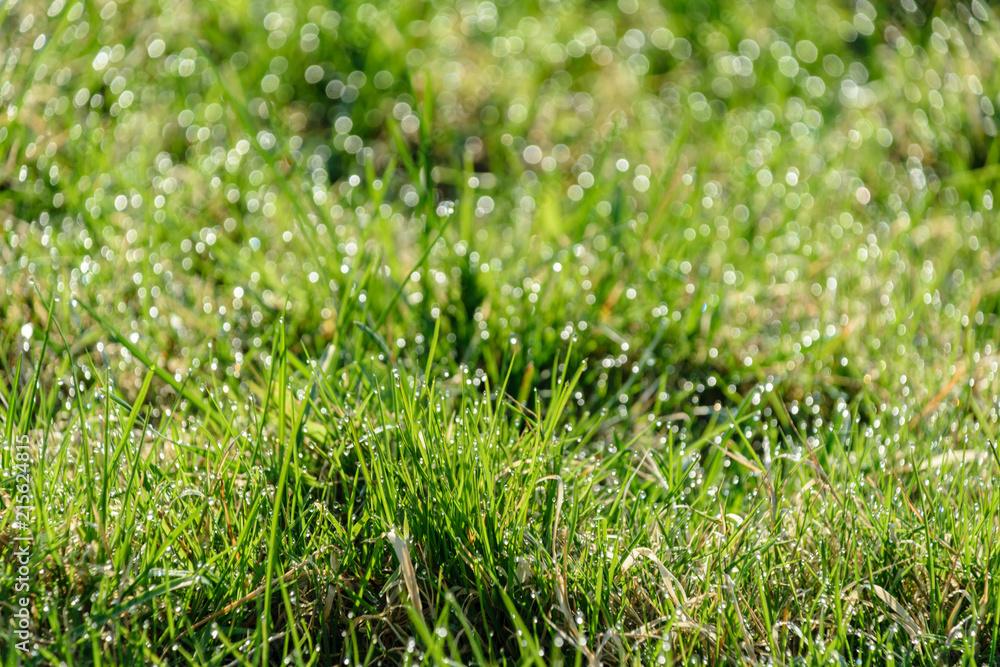 Beautiful green lawn freshly mowed. defocus Beautiful green lawn freshly mowed. defocus