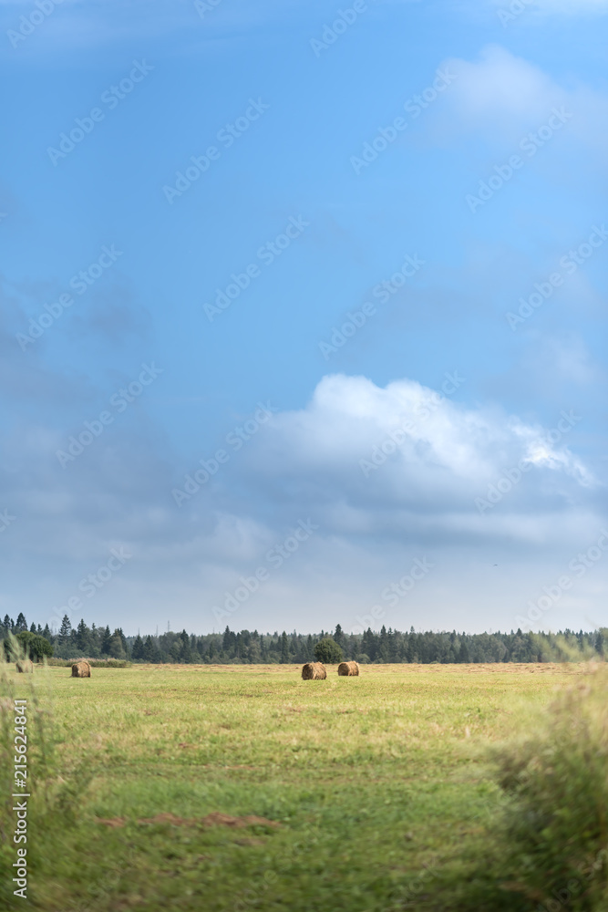 summer rural landscape with a field and forest under the blue sky. Hay bales