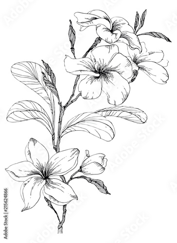 Plumeria flowers with leaves and closed buds on a twig.