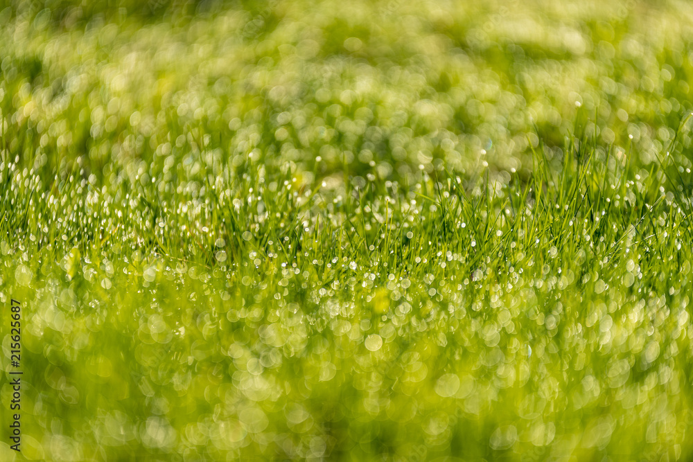 Beautiful green lawn freshly mowed. defocus Beautiful green lawn freshly mowed. defocus