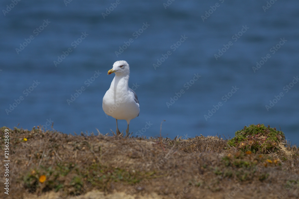 SEAGULL SEAGULL