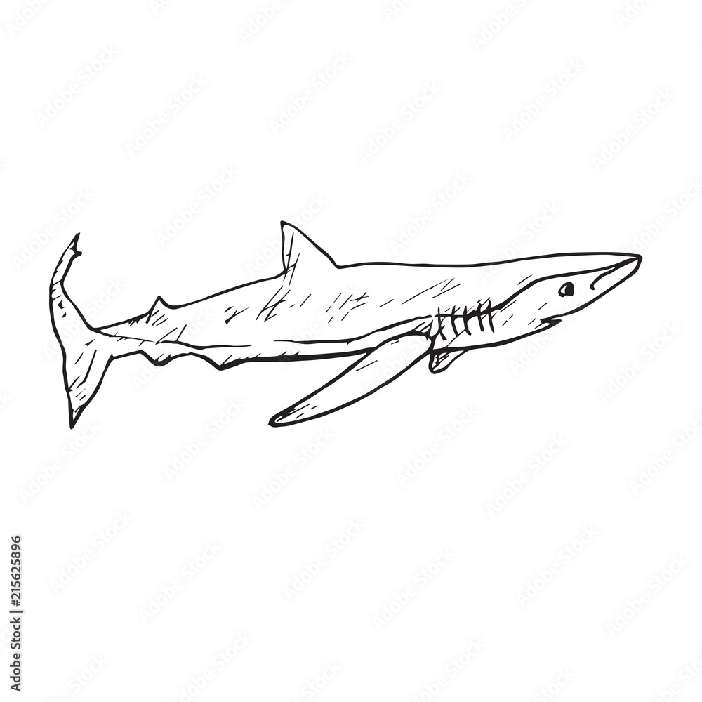 Sand Tiger Shark Sand Tiger Shark Drawing PNG, Clipart, Animal, Art, Art  Museum, Blacktip Reef Shark,