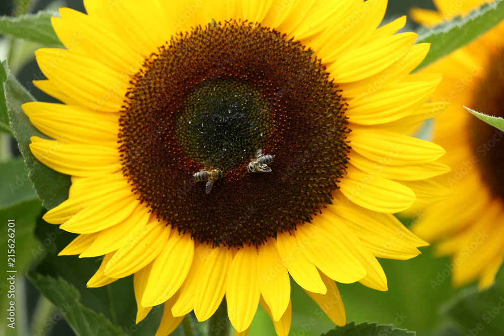 Fototapeta premium honeybee on a sunflower