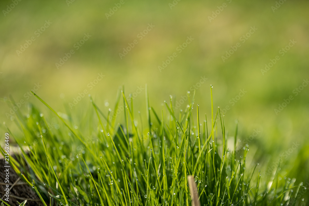 Obraz premium Beautiful green lawn freshly mowed