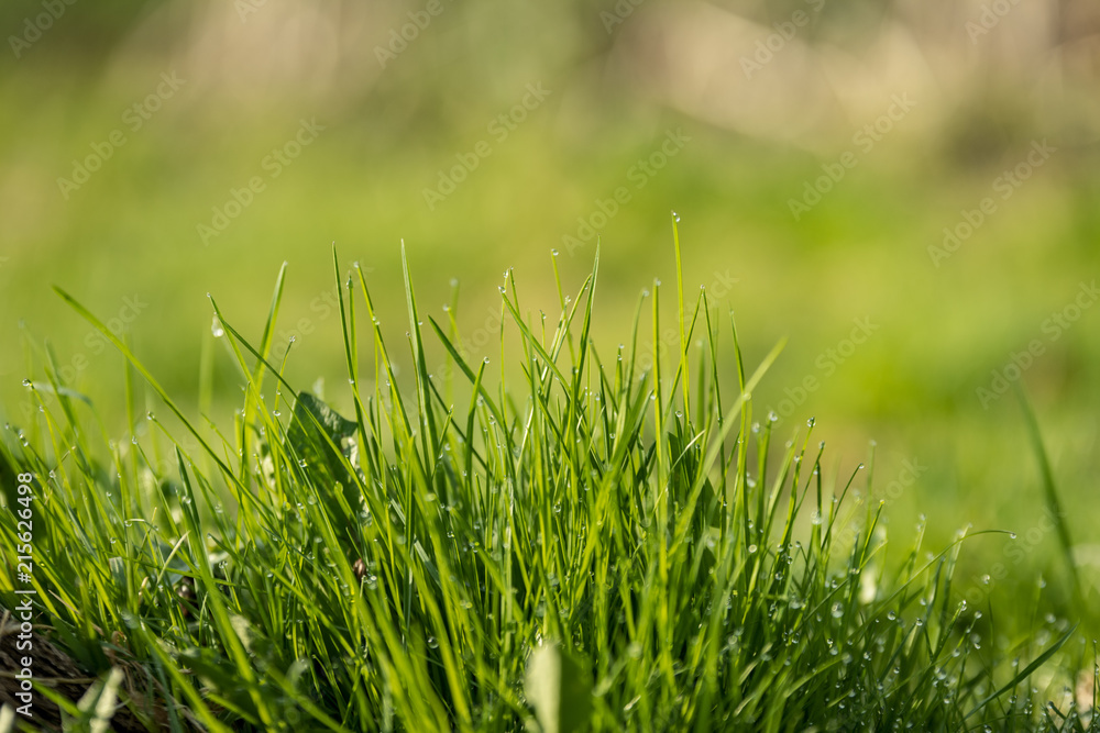 Fototapeta premium Beautiful green lawn freshly mowed