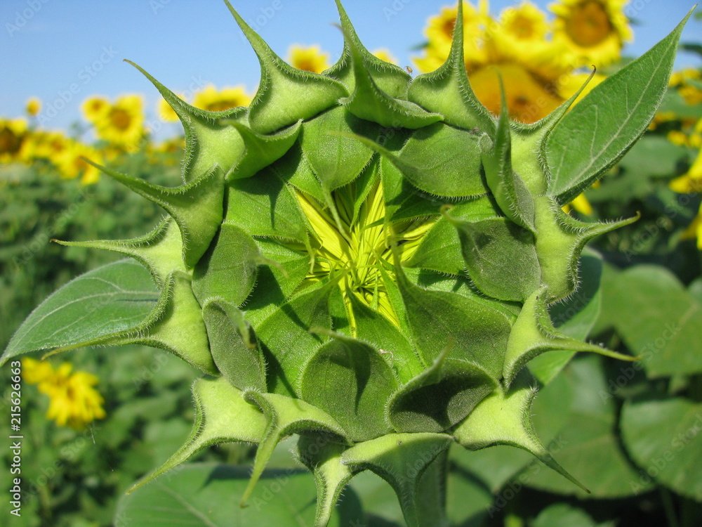 Sunflowers Sunflowers