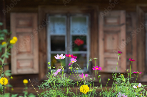 Fototapeta Naklejka Na Ścianę i Meble -  Blooming flowers in the front of the window