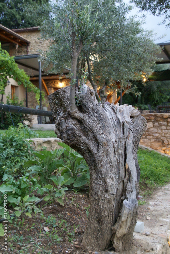 Obraz premium old olive tree
