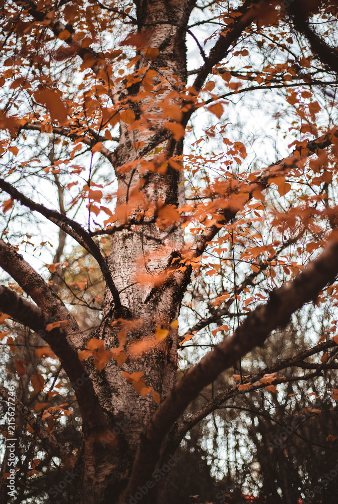 árbol otoño