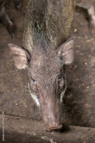 boar in farm organic © tearsze