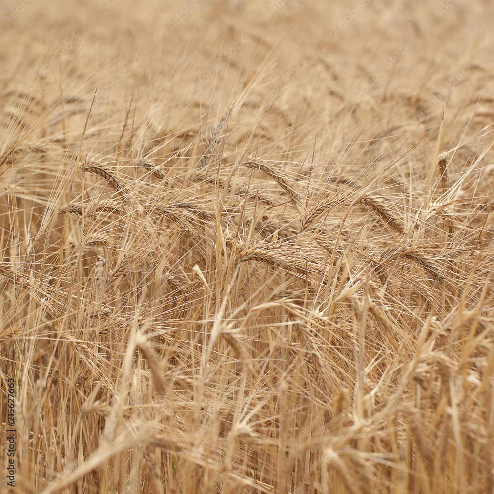 heavy golden rye ears ripen in the summer field heavy golden rye ears ripen in the summer field