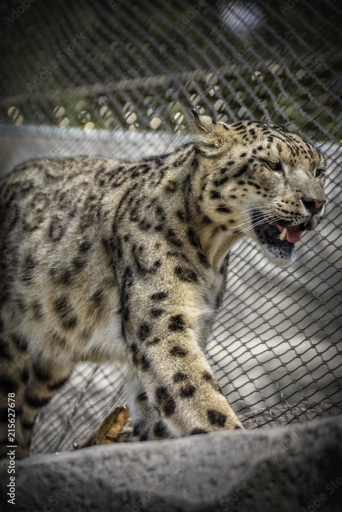 Fototapeta premium Beautiful Snow Leopard 