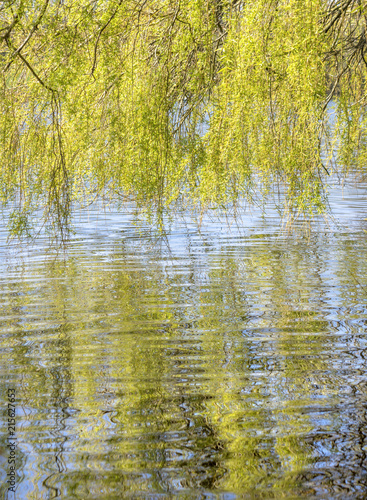 Weeping Willow reflections