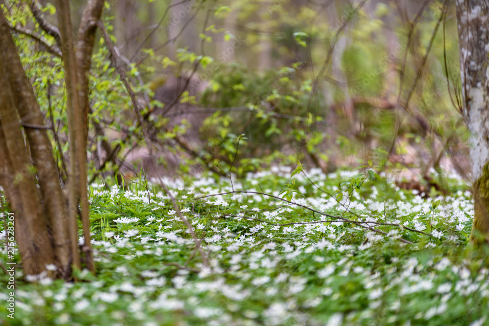 large field of white anemone flowers in spring large field of white anemone flowers in spring