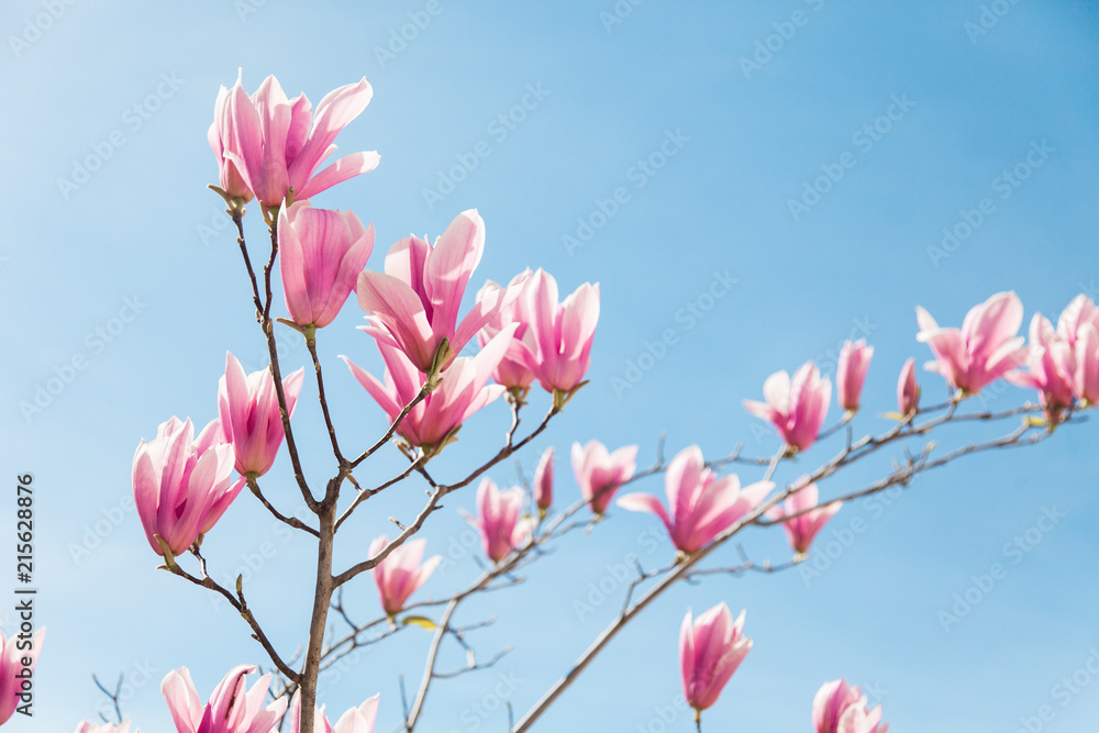 Pink magnolia flowers bloom in spring on blue sky background. Pink magnolia flowers bloom in spring on blue sky background.