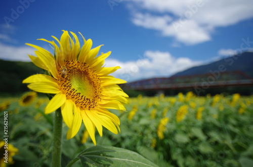                   sunflower   bee   