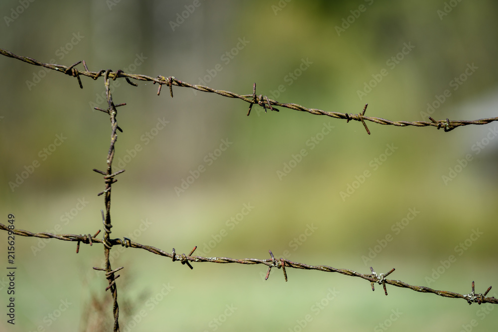 barbed wire fence on green background barbed wire fence on green background
