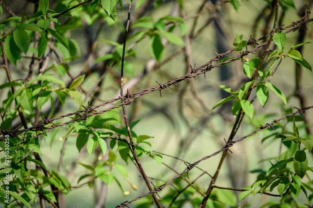 barbed wire fence on green background barbed wire fence on green background
