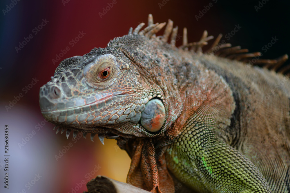 Iguana on a tree branch - portraitIguana on a tree branch - portrait Iguana on a tree branch - portraitIguana on a tree branch - portrait