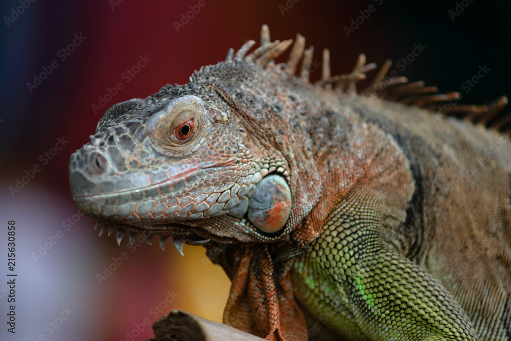 Iguana on a tree branch - portraitIguana on a tree branch - portrait