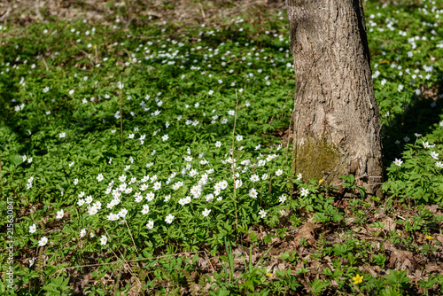 large field of white anemone flowers in spring