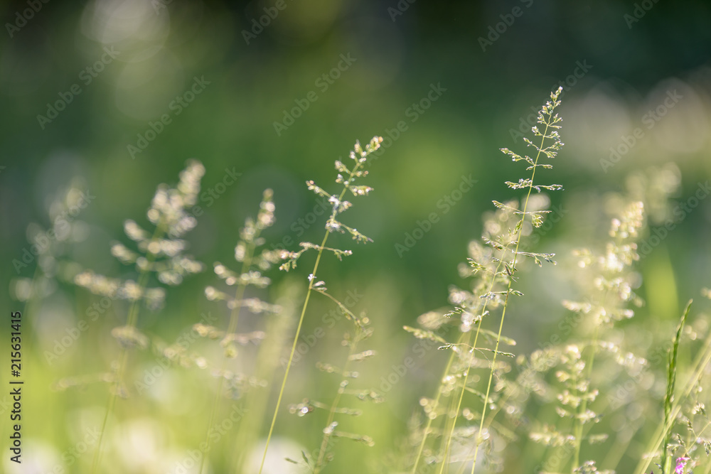 Fototapeta premium Beautiful green lawn freshly mowed