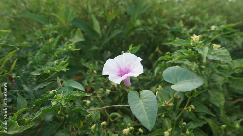 White flower with leaf background