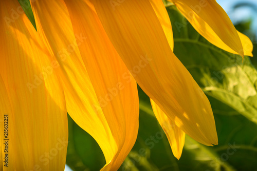 Bright yellow sunflower lighted solar svetom. Mock up template. Copy space for your text photo