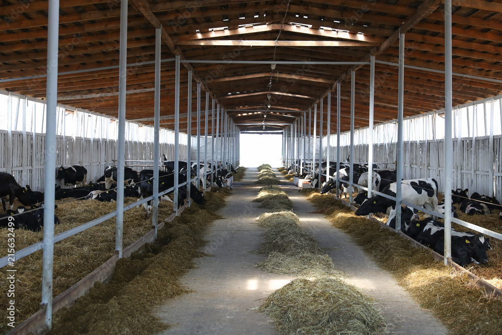 General view of a large cow farm outside the city General view of a large cow farm outside the city