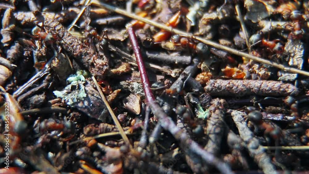 big red ants in an anthill in a pine forest. Soft focus, shallow depth of field big red ants in an anthill in a pine forest. Soft focus, shallow depth of field