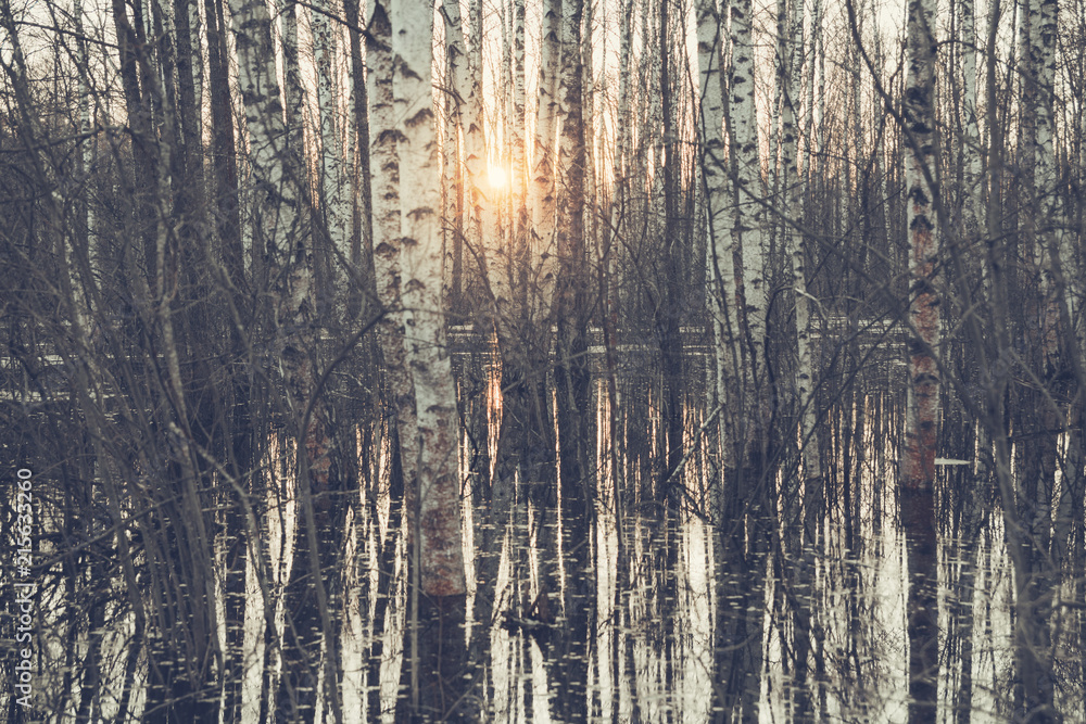 Floodwaters in the forest, melting snow. Sunset in the grove. Floodwaters in the forest, melting snow. Sunset in the grove.