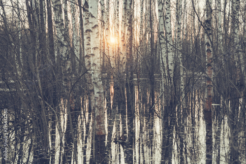 Floodwaters in the forest, melting snow. Sunset in the grove. © Eno1