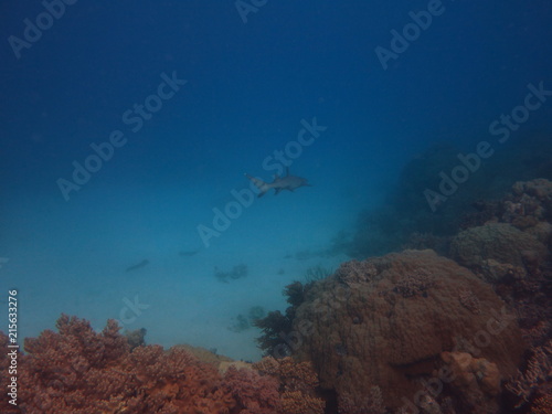 Diving the Great Barrier Reef-Whitetip Reef Shark photo