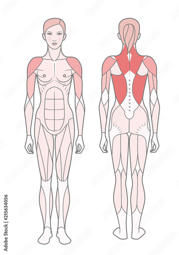 Figure of the woman, the scheme of the basic trained muscles. Front and rear view. Isolated on white background Figure of the woman, the scheme of the basic trained muscles. Front and rear view. Isolated on white background