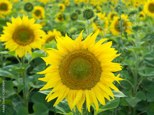 Sunflower's head on field close-up