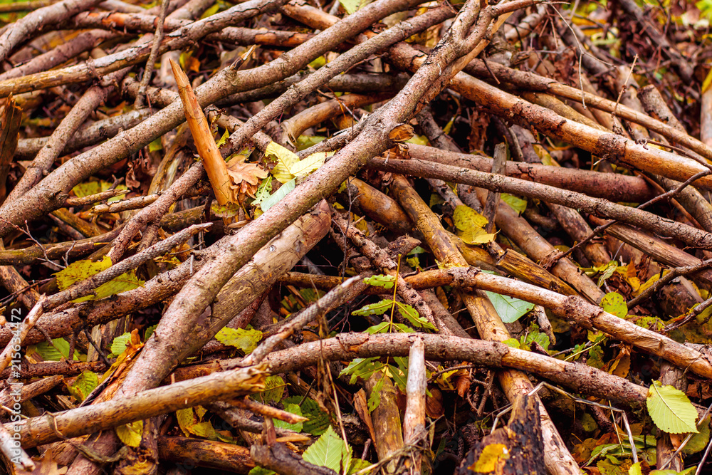 Fototapeta premium Photo of many branches in orange autumn forest