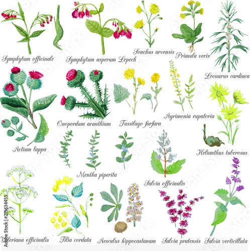 Set of field medicinal herbs. Watercolor vector illustration. Burdock, mint, mother-and-stepmom, Jerusalem artichoke, horse chestnut. 