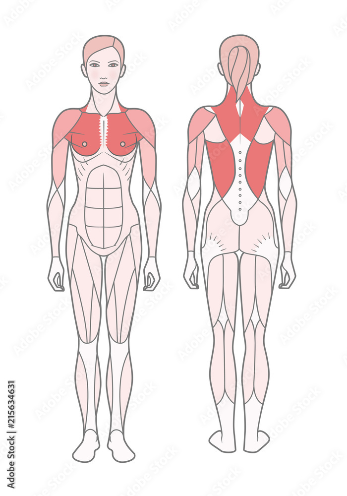 Figure of the woman, the scheme of the basic trained muscles. Front and rear view. Isolated on white background Figure of the woman, the scheme of the basic trained muscles. Front and rear view. Isolated on white background