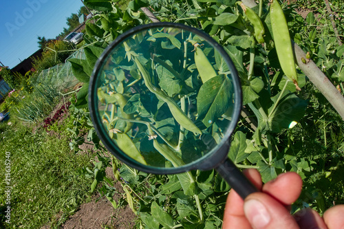 The gardener or farmer is studying the leaves of the pea in the garden with the help of a magnifying glass. The concept of plant growing and plant diseases.