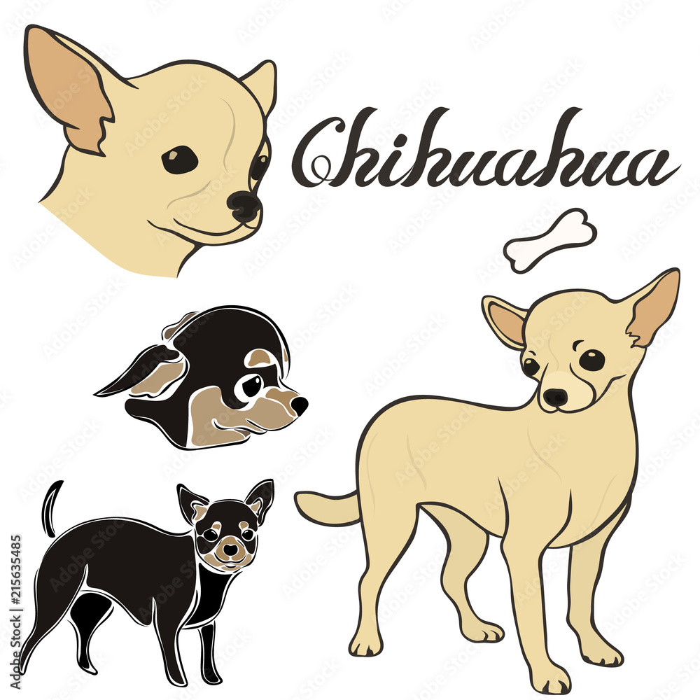 Chihuahua dog breed vector illustration set isolated. Doggy image