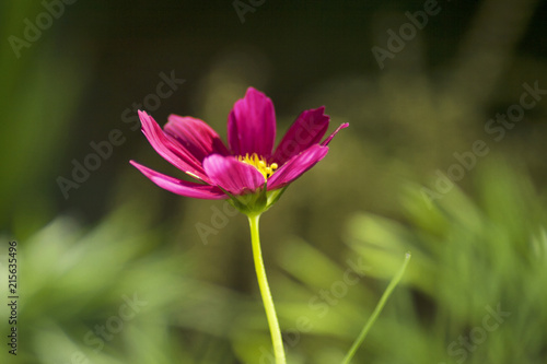 pink cosmos flower