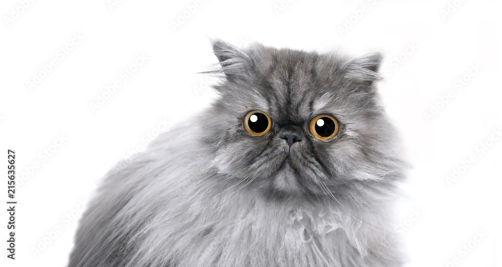 Cute persian cat feelling happy with big eye