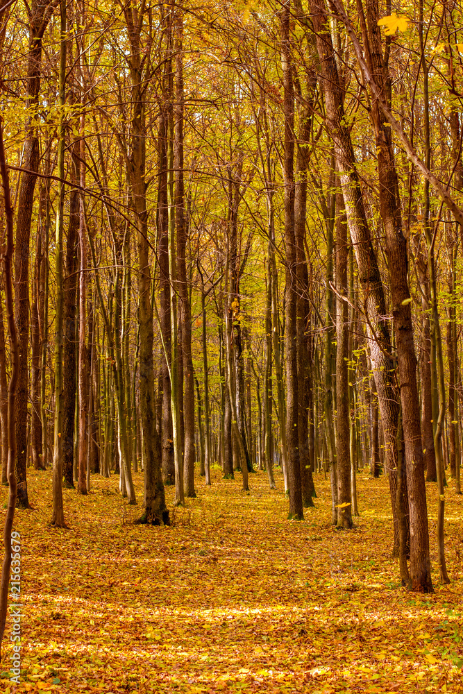Fototapeta premium Photo of orange autumn forest with leaves and road