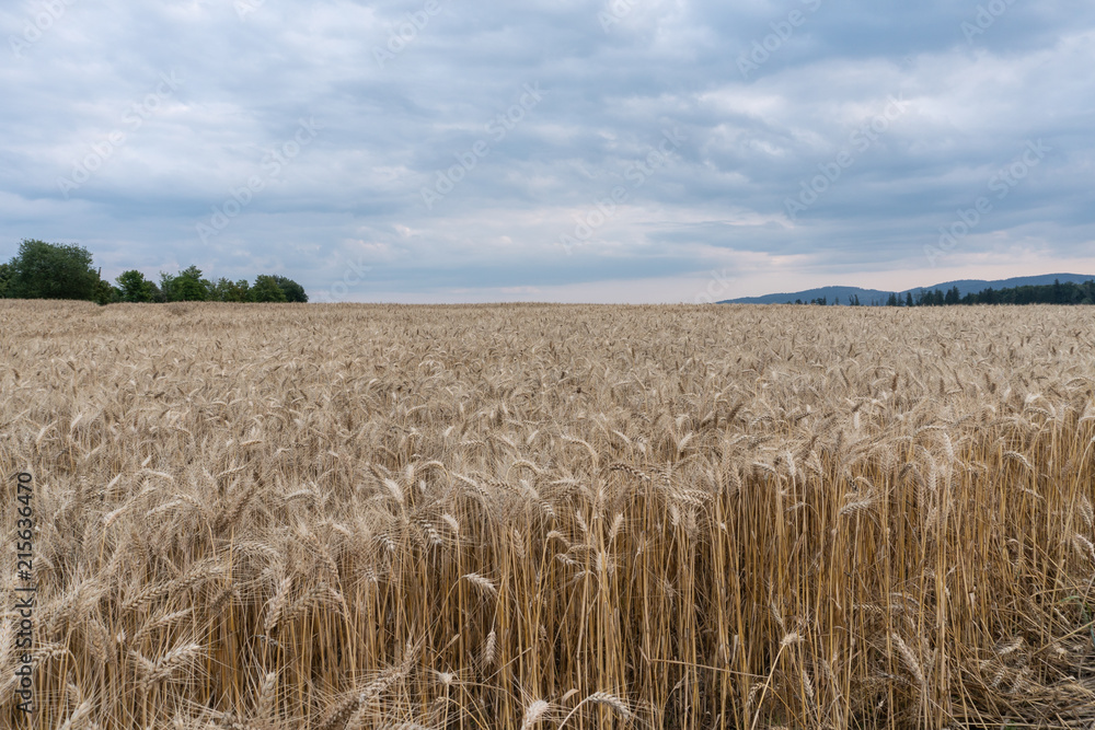Rye / Wheat field in Turcianske Teplice, Slovakia 