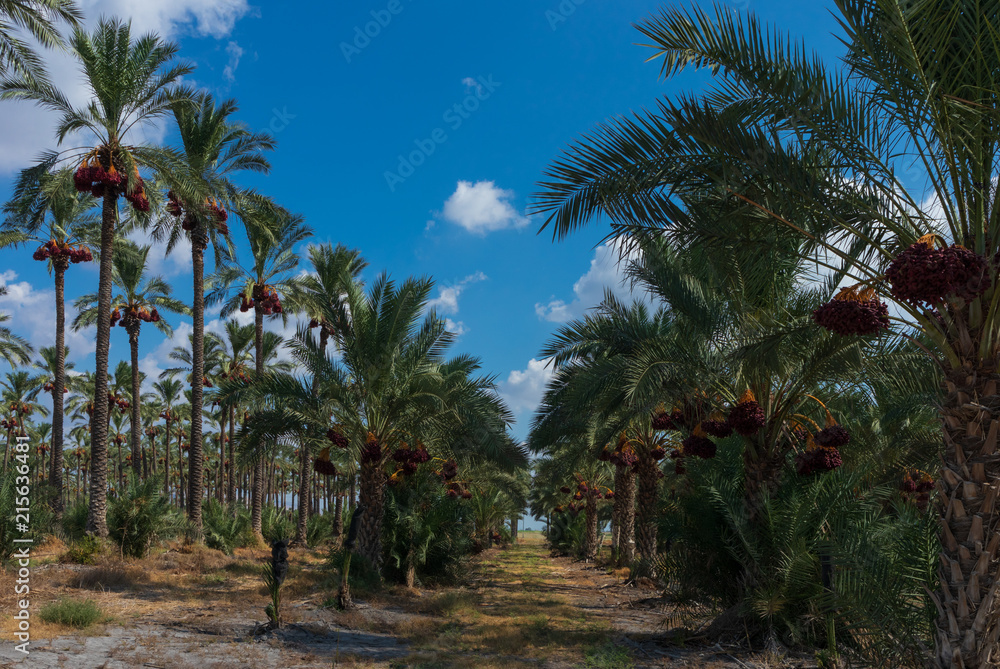 In the date palm tree grove horizontal