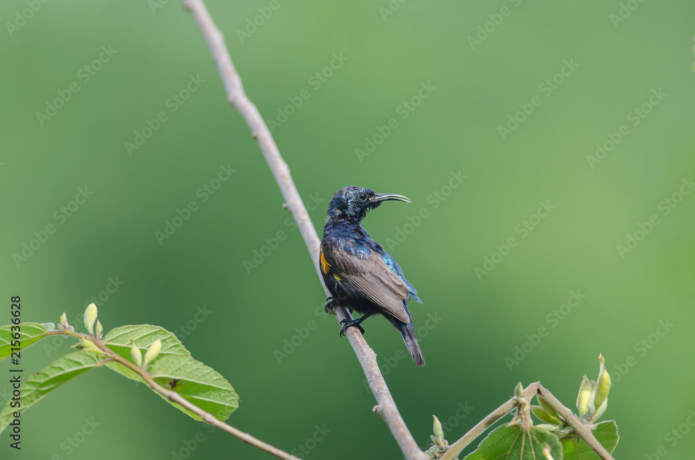Fototapeta premium Purple Sunbird on a branch in nature