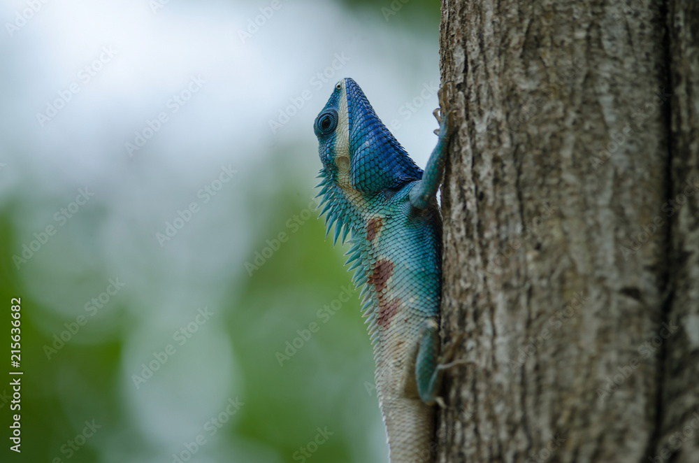 Blue-crested Lizard or Indo-Chinese Forest Lizard Blue-crested Lizard or Indo-Chinese Forest Lizard