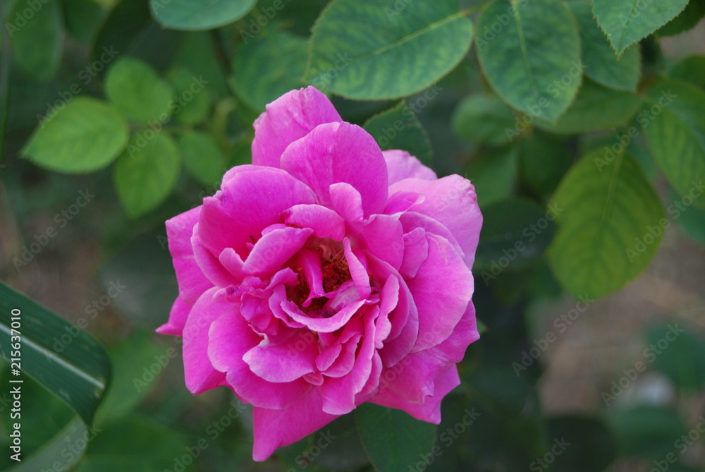 FLOWER FLOWER