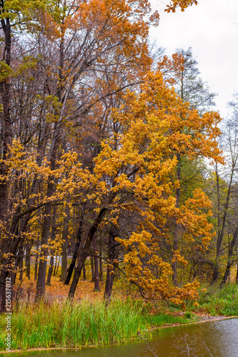 Photo of orange autumn forest with leaves near the lake